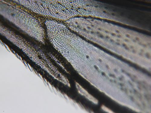 Atrichopogon sp.